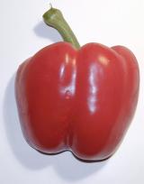 Capsicum